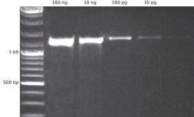 KAPA2G Fast PCR Kit