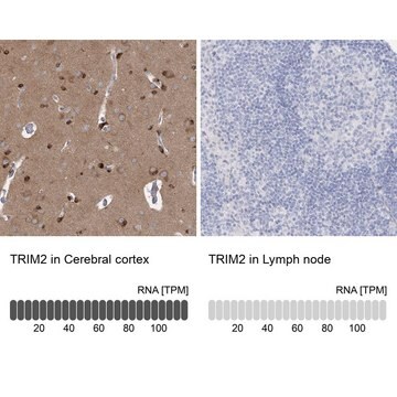 Anti-TRIM2 antibody produced in rabbit Prestige Antibodies&#174; Powered by Atlas Antibodies, affinity isolated antibody, buffered aqueous glycerol solution