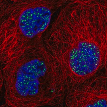 Anti-SON antibody produced in rabbit Prestige Antibodies&#174; Powered by Atlas Antibodies, affinity isolated antibody