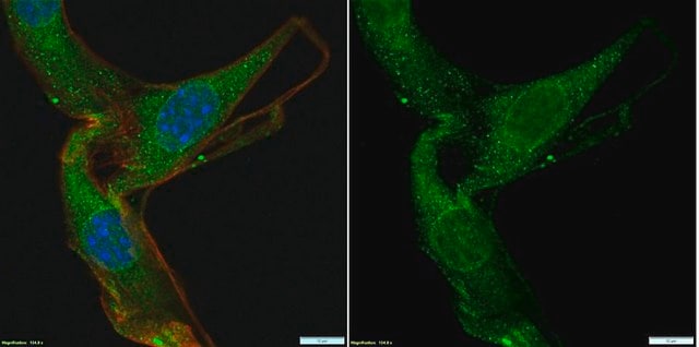 Anti-Partitioning-defective 3 Antibody Upstate&#174;, from rabbit