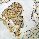 Anti-phospho-MEK2 (pThr394) antibody produced in rabbit affinity isolated antibody