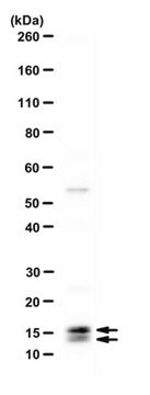 Anti-ATG8 Antibody from rabbit, purified by affinity chromatography