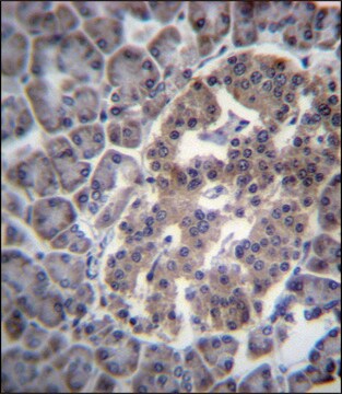 ANTI-DNAJC14 (CENTER) antibody produced in rabbit IgG fraction of antiserum, buffered aqueous solution