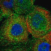 Anti-ATP1B3 antibody produced in rabbit Prestige Antibodies&#174; Powered by Atlas Antibodies, affinity isolated antibody, buffered aqueous glycerol solution