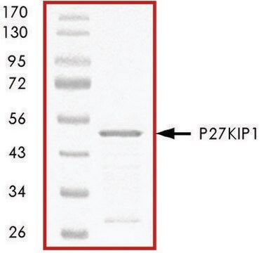 p27KIP1, GST tagged human recombinant, expressed in E. coli, &#8805;70% (SDS-PAGE), buffered aqueous glycerol solution