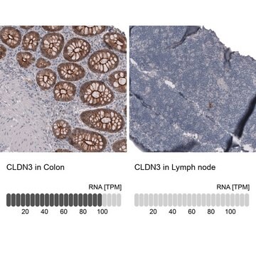 Anti-CLDN3 antibody produced in mouse Prestige Antibodies&#174; Powered by Atlas Antibodies, clone CL13128, purified by using Protein A, buffered aqueous glycerol solution