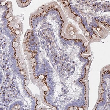 Anti-MAN1A1 antibody produced in rabbit Prestige Antibodies&#174; Powered by Atlas Antibodies, affinity isolated antibody, buffered aqueous glycerol solution