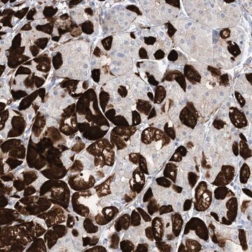 Anti-MARS2 antibody produced in rabbit Prestige Antibodies&#174; Powered by Atlas Antibodies, affinity isolated antibody, buffered aqueous glycerol solution