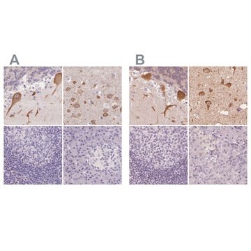 Anti-MAP1A antibody produced in rabbit Prestige Antibodies&#174; Powered by Atlas Antibodies, affinity isolated antibody, buffered aqueous glycerol solution