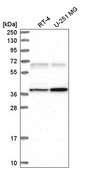 Anti-CAMK2G antibody produced in rabbit Prestige Antibodies&#174; Powered by Atlas Antibodies, affinity isolated antibody