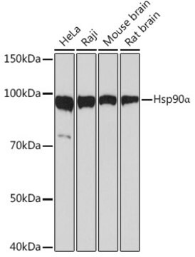 Anti-Hsp90&#945; Antibody, clone 0R3S6, Rabbit Monoclonal
