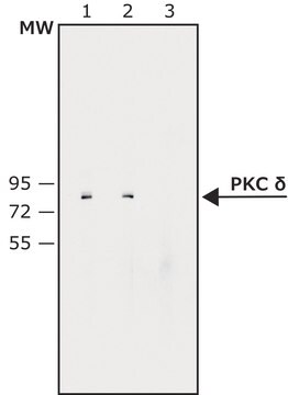 Anti-Protein Kinase&#160;C&#948; antibody produced in rabbit whole antiserum