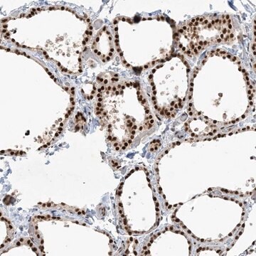 Anti-PPIL2 antibody produced in rabbit Prestige Antibodies&#174; Powered by Atlas Antibodies, affinity isolated antibody, buffered aqueous glycerol solution