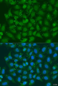 Anti-XBP1 antibody produced in rabbit