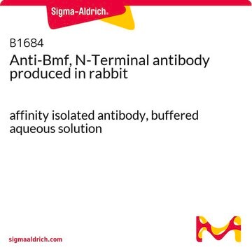 Anti-Bmf, N-Terminal antibody produced in rabbit affinity isolated antibody, buffered aqueous solution