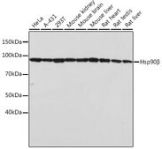 Anti-Hsp90&#946; Antibody, clone 7C6J0, Rabbit Monoclonal