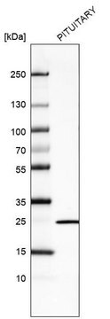 Monoclonal Anti-PRL Prestige Antibodies&#174; Powered by Atlas Antibodies, clone CL6553, purified immunoglobulin, buffered aqueous glycerol solution