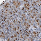 Anti-ANPEP antibody produced in rabbit Prestige Antibodies&#174; Powered by Atlas Antibodies, affinity isolated antibody, buffered aqueous glycerol solution