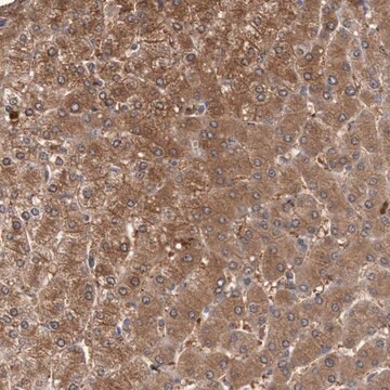 Anti-FBP1 antibody produced in rabbit Prestige Antibodies&#174; Powered by Atlas Antibodies, affinity isolated antibody, buffered aqueous glycerol solution