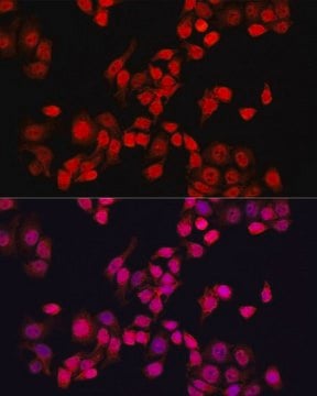 Anti- YAP1 antibody produced in rabbit