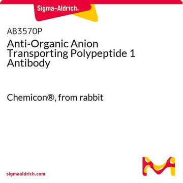 Anti-Organic Anion Transporting Polypeptide 1 Antibody Chemicon&#174;, from rabbit