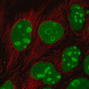 Anti-EMG1 antibody produced in rabbit Prestige Antibodies&#174; Powered by Atlas Antibodies, affinity isolated antibody