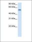 Anti-MAOB antibody produced in rabbit affinity isolated antibody
