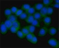 Anti-Nitric Oxide Synthase, Inducible antibody, Mouse monoclonal clone NOS-IN, purified from hybridoma cell culture