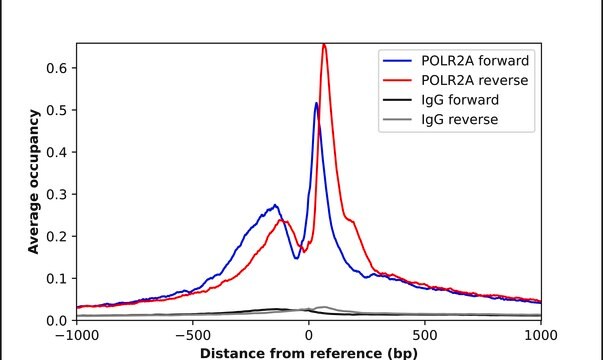 Anti-POLR2A antibody produced in rabbit Prestige Antibodies&#174; Powered by Atlas Antibodies, affinity isolated antibody