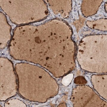 Anti-DNAJB4 antibody produced in rabbit Prestige Antibodies&#174; Powered by Atlas Antibodies, affinity isolated antibody, buffered aqueous glycerol solution, ab1