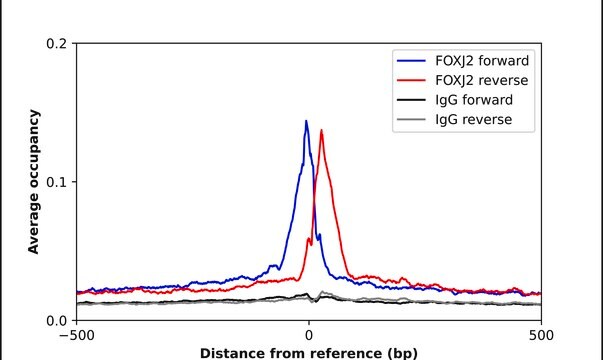 Anti-FOXJ2 antibody produced in rabbit Prestige Antibodies&#174; Powered by Atlas Antibodies, affinity isolated antibody, buffered aqueous glycerol solution