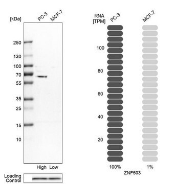 Anti-ZNF503 antibody produced in rabbit Prestige Antibodies&#174; Powered by Atlas Antibodies, affinity isolated antibody, buffered aqueous glycerol solution