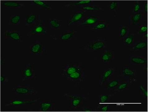 Monoclonal Anti-RFC5 antibody produced in mouse clone 1B1, purified immunoglobulin, buffered aqueous solution