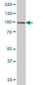 Monoclonal Anti-HGS antibody produced in mouse clone 6D11, purified immunoglobulin, buffered aqueous solution