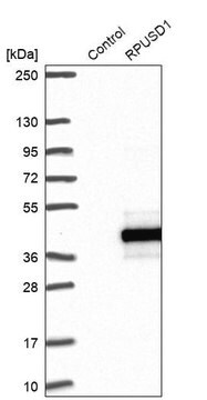 Anti-RPUSD1 antibody produced in rabbit Prestige Antibodies&#174; Powered by Atlas Antibodies, affinity isolated antibody, buffered aqueous glycerol solution