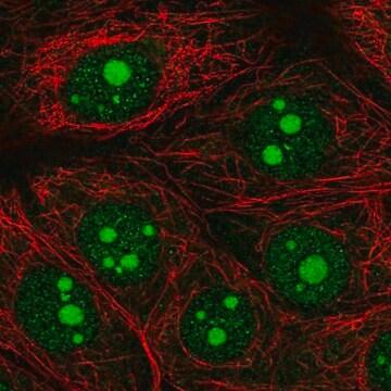 Anti-OLFM1 antibody produced in rabbit Prestige Antibodies&#174; Powered by Atlas Antibodies, affinity isolated antibody, buffered aqueous glycerol solution