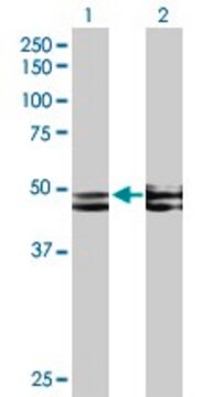 Anti-FICD antibody produced in mouse purified immunoglobulin, buffered aqueous solution
