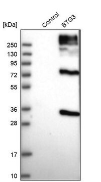 Anti-BTG3 antibody produced in rabbit Prestige Antibodies&#174; Powered by Atlas Antibodies, affinity isolated antibody, buffered aqueous glycerol solution