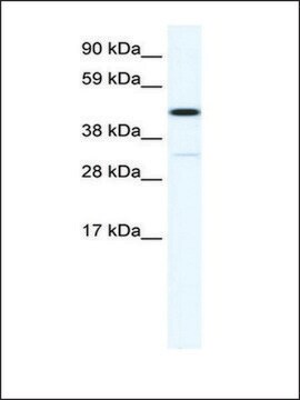 Anti-HOXA3 (AB2) antibody produced in rabbit IgG fraction of antiserum