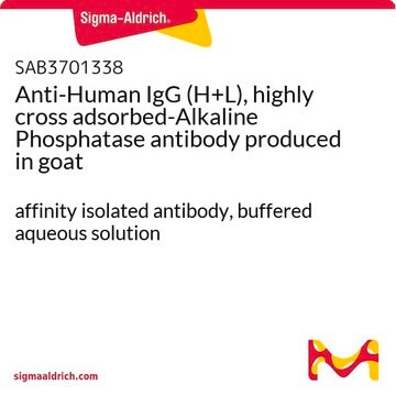 Anti-Human IgG (H+L), highly cross adsorbed-Alkaline Phosphatase antibody produced in goat affinity isolated antibody, buffered aqueous solution