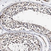 Anti-PDCD6IP antibody produced in rabbit Prestige Antibodies&#174; Powered by Atlas Antibodies, affinity isolated antibody, buffered aqueous glycerol solution