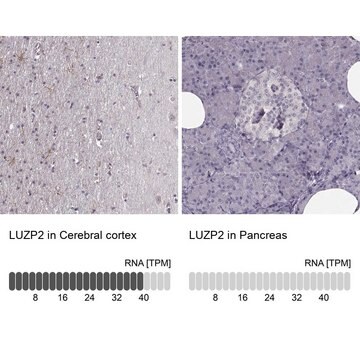 Anti-LUZP2 antibody produced in rabbit Prestige Antibodies&#174; Powered by Atlas Antibodies, affinity isolated antibody, buffered aqueous glycerol solution