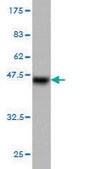 Monoclonal Anti-PGR antibody produced in mouse clone 4E9, purified immunoglobulin, buffered aqueous solution