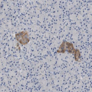 Anti-FNDC9 antibody produced in rabbit Prestige Antibodies&#174; Powered by Atlas Antibodies, affinity isolated antibody, buffered aqueous glycerol solution