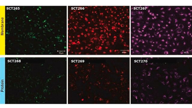 BioTracker&#8482; Far Red Exosome Protein Labeling Kit