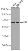 Anti-AKT2 antibody produced in rabbit