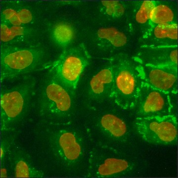 A549 Cells GFP-CTNNB1 RFP-LMNB1