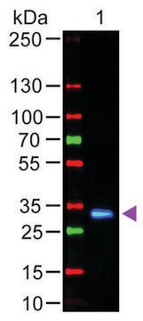 Anti-Human IgG (Fc specific), F(ab&#8242;)2 fragment, highly cross adsorbed-Fluorescein antibody produced in goat affinity isolated antibody, lyophilized powder