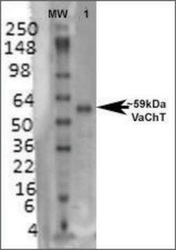 Monoclonal Anti-Vacht - Apc antibody produced in mouse clone S6-38, purified immunoglobulin