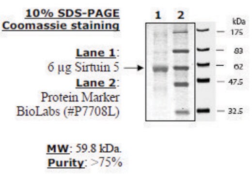 Sirtuin 5 human recombinant, expressed in E. coli, &#8805;50% (SDS-PAGE)